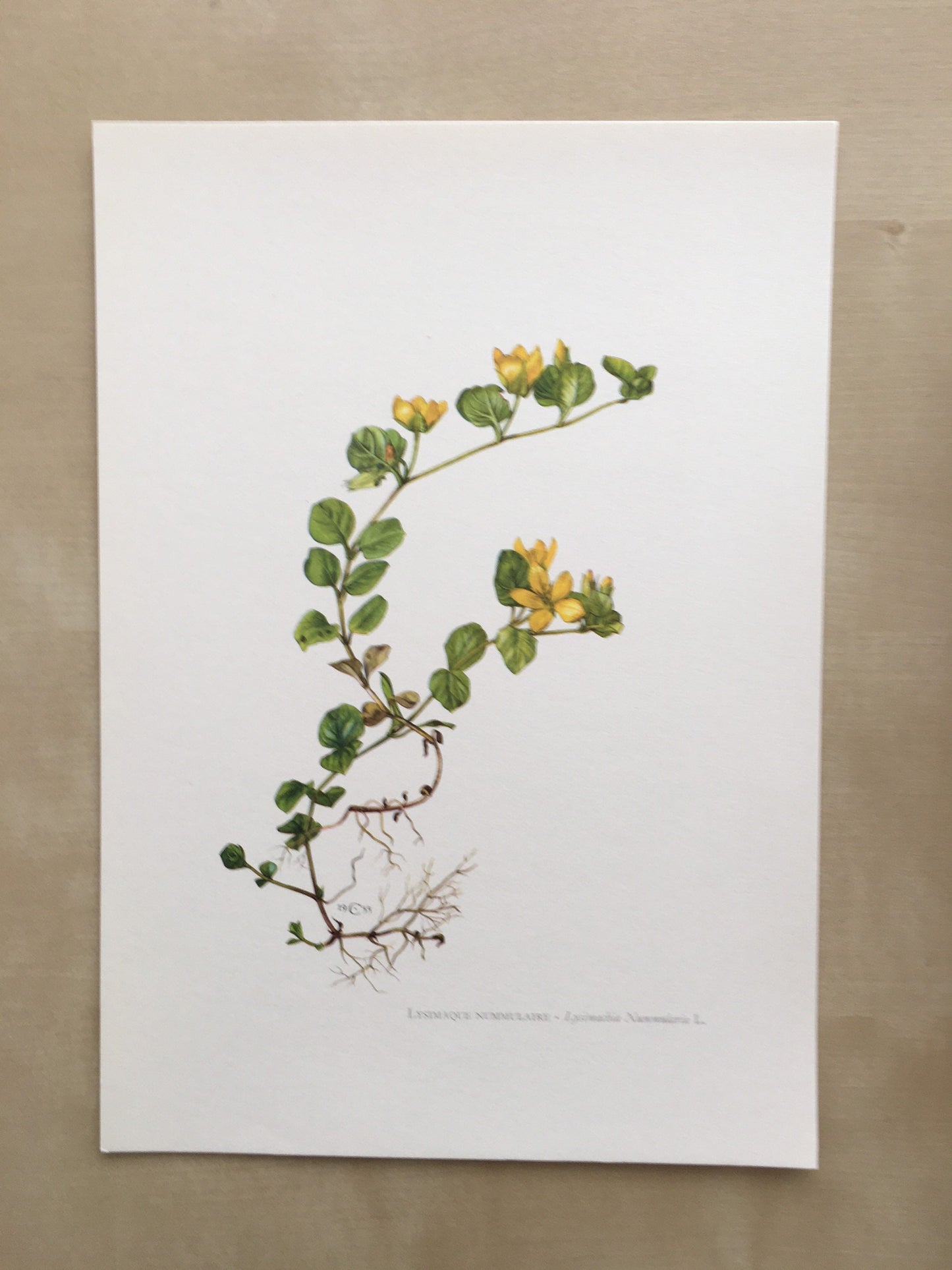 1960 CREEPING JENNY Print - Botanical Print - Flower Painting - Flower Wall Art - Vintage Plant Print - 7.5 x 10.6 Inches