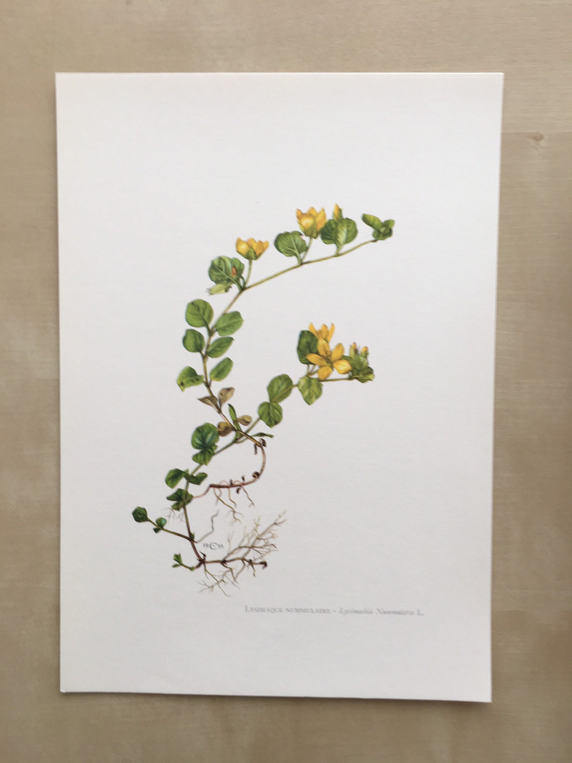 1960 CREEPING JENNY Print - Botanical Print - Flower Painting - Flower Wall Art - Vintage Plant Print - 7.5 x 10.6 Inches