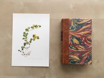 1960 CREEPING JENNY Print - Botanical Print - Flower Painting - Flower Wall Art - Vintage Plant Print - 7.5 x 10.6 Inches