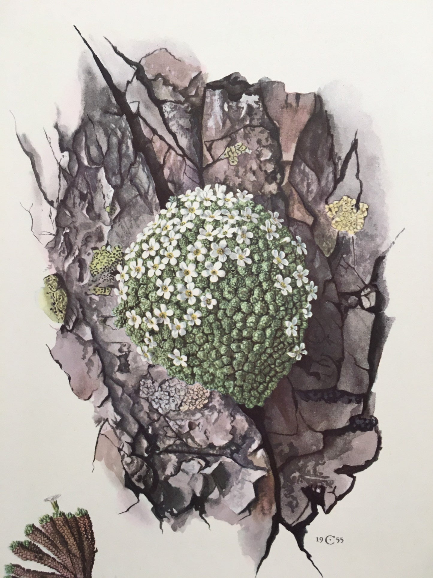 1960 SWISS ROCK JASMINE Print - Botanical Print - Flower Painting - Flower Wall Art - Vintage Plant Print - 7.5 x 10.6 Inches