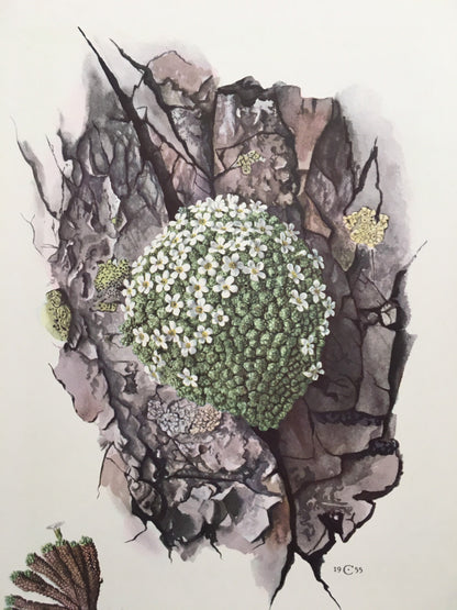 1960 SWISS ROCK JASMINE Print - Botanical Print - Flower Painting - Flower Wall Art - Vintage Plant Print - 7.5 x 10.6 Inches