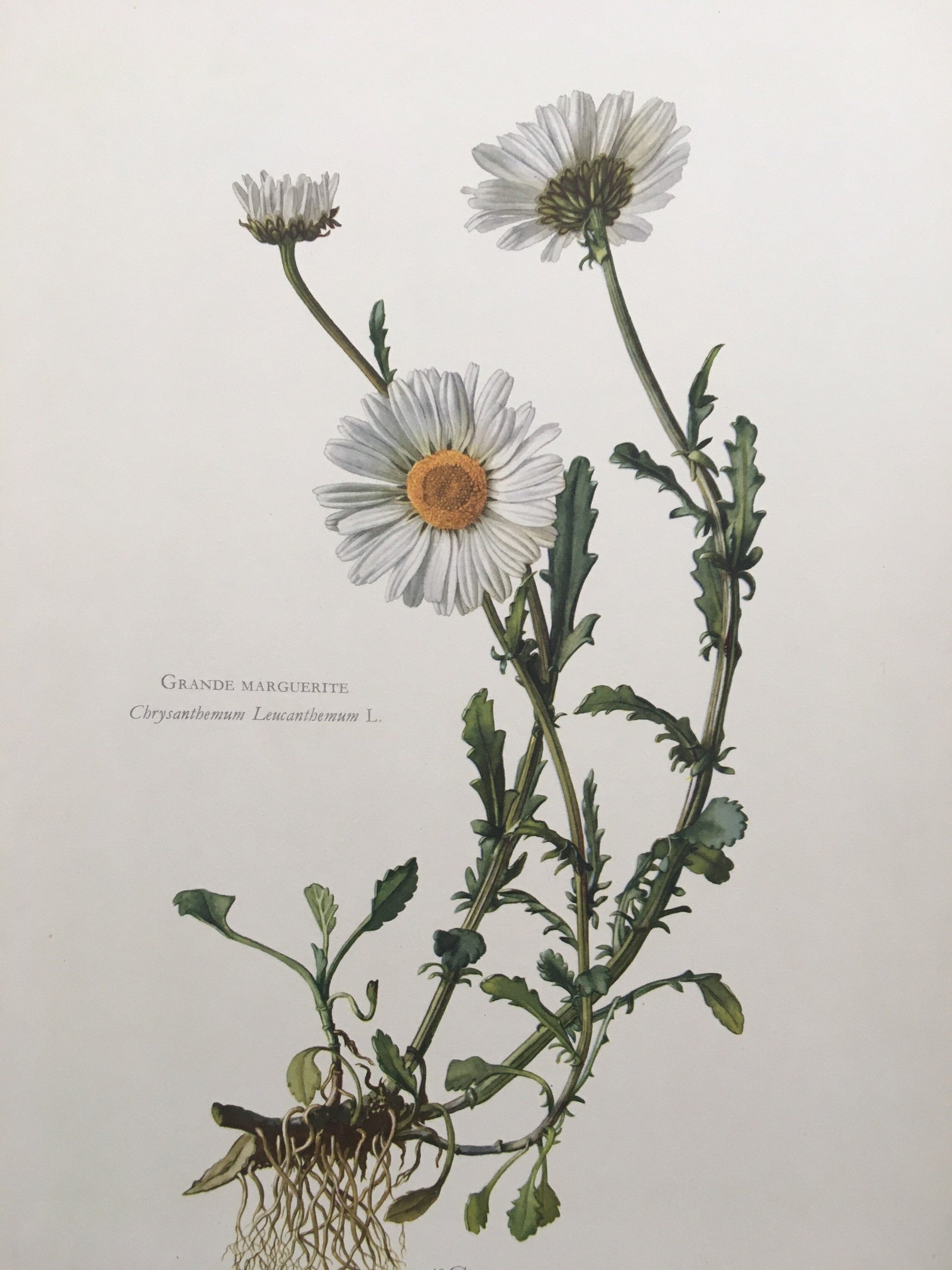 1960 OXEYE DAISY Print - Botanical Print - Flower Painting - Flower Wall Art - Vintage Plant Print - 7.5 x 10.6 Inches
