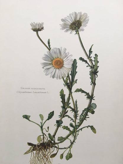 1960 OXEYE DAISY Print - Botanical Print - Flower Painting - Flower Wall Art - Vintage Plant Print - 7.5 x 10.6 Inches