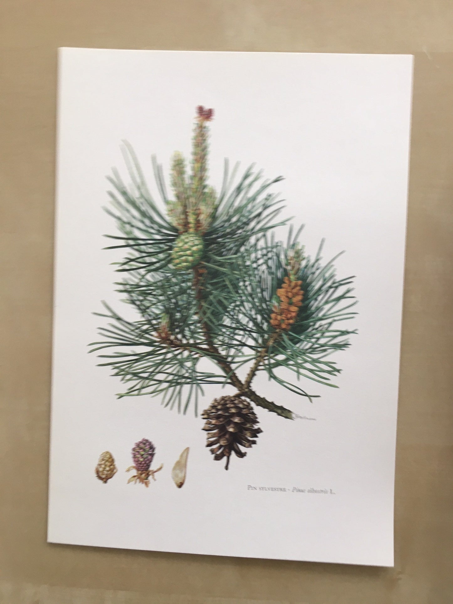 1960 SCOTCH PINE Print - Botanical Print - Tree Illustration - Tree Wall Art - Vintage Tree Print - 7.5 x 10.6 Inches