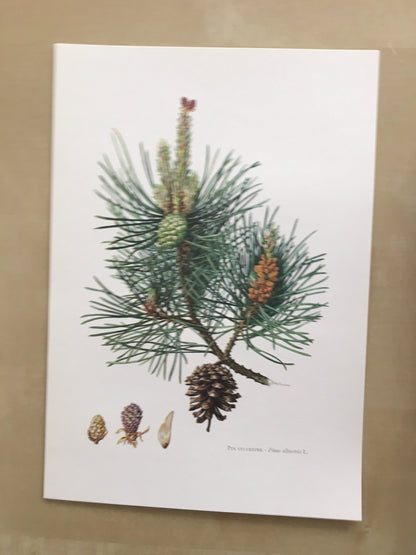 1960 SCOTCH PINE Print - Botanical Print - Tree Illustration - Tree Wall Art - Vintage Tree Print - 7.5 x 10.6 Inches