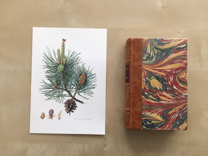 1960 SCOTCH PINE Print - Botanical Print - Tree Illustration - Tree Wall Art - Vintage Tree Print - 7.5 x 10.6 Inches