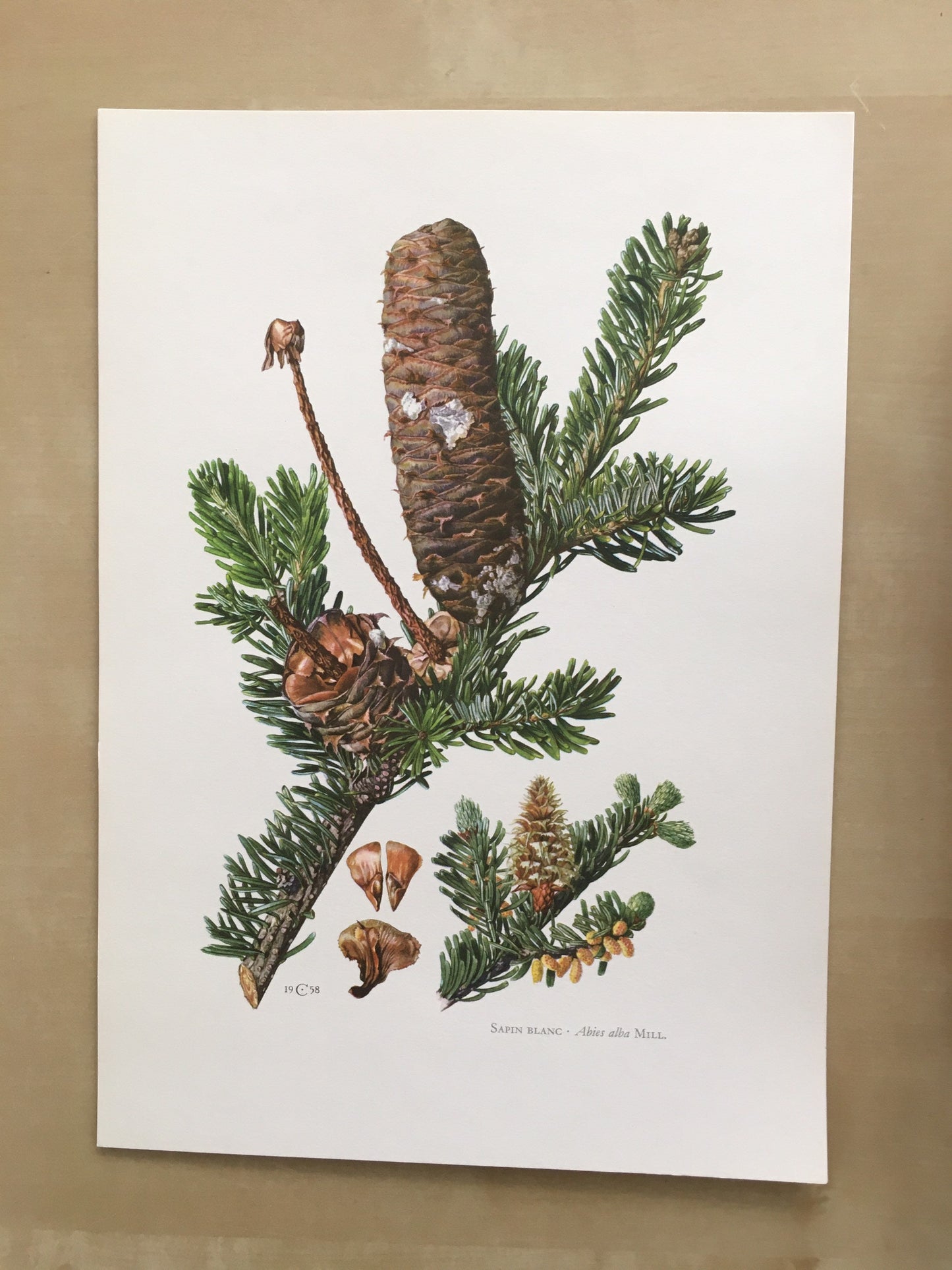 1960 SILVER FIR Print - Botanical Print - Tree Illustration - Tree Wall Art - Vintage Tree Print - 7.5 x 10.6 Inches