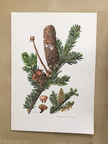 1960 SILVER FIR Print - Botanical Print - Tree Illustration - Tree Wall Art - Vintage Tree Print - 7.5 x 10.6 Inches