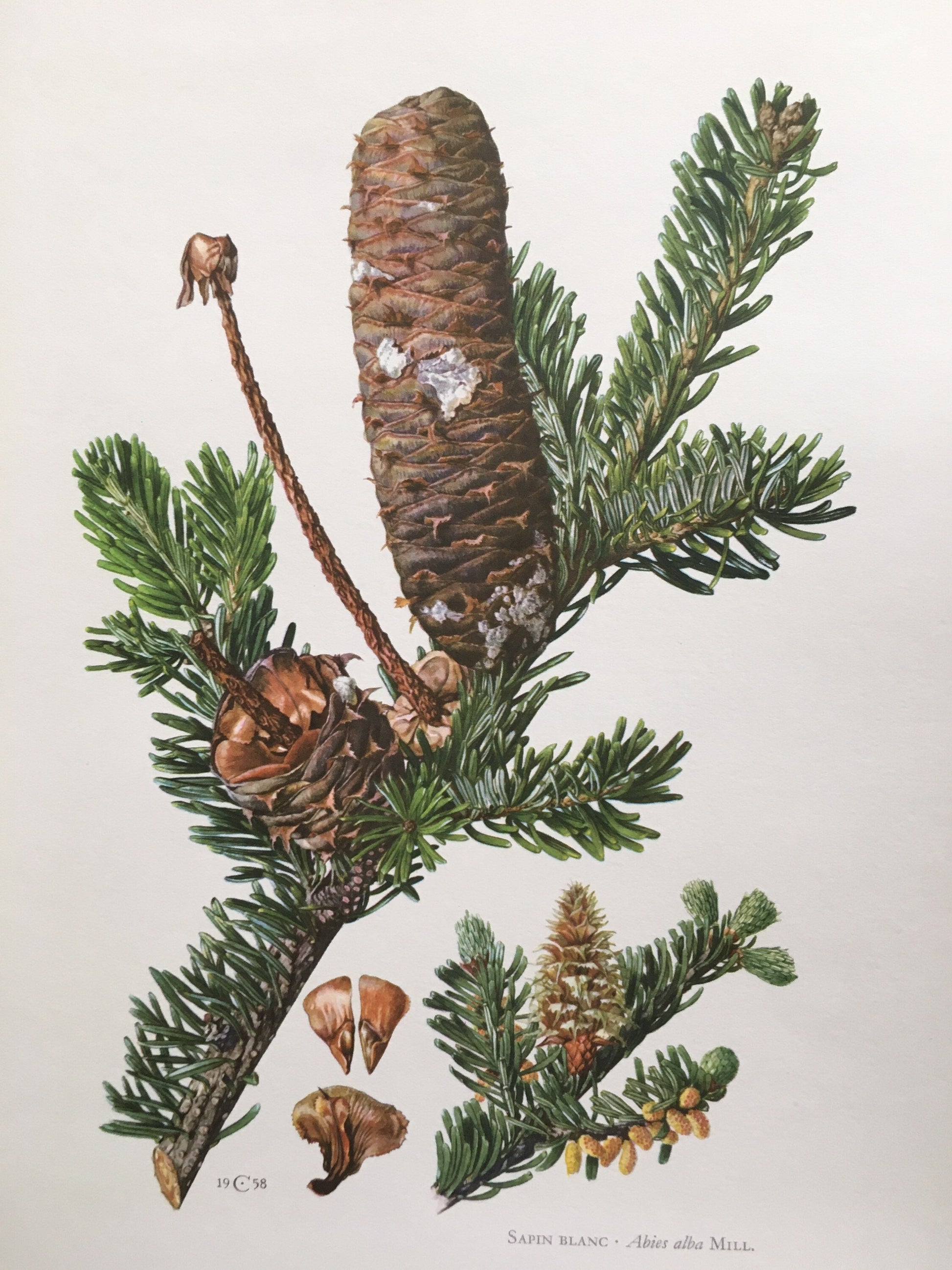 1960 SILVER FIR Print - Botanical Print - Tree Illustration - Tree Wall Art - Vintage Tree Print - 7.5 x 10.6 Inches