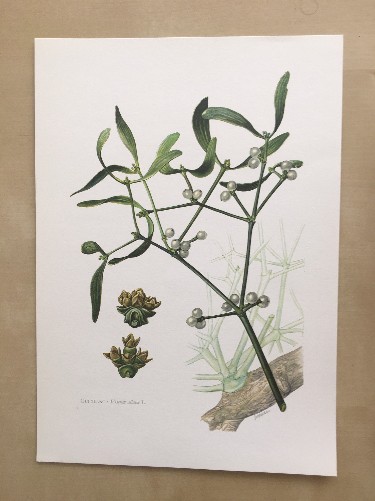 1960 MISTLETOE Print - Botanical Print - Botanical Illustration - Plant Wall Art - Vintage Plant Print - 7.5 x 10.6 Inches