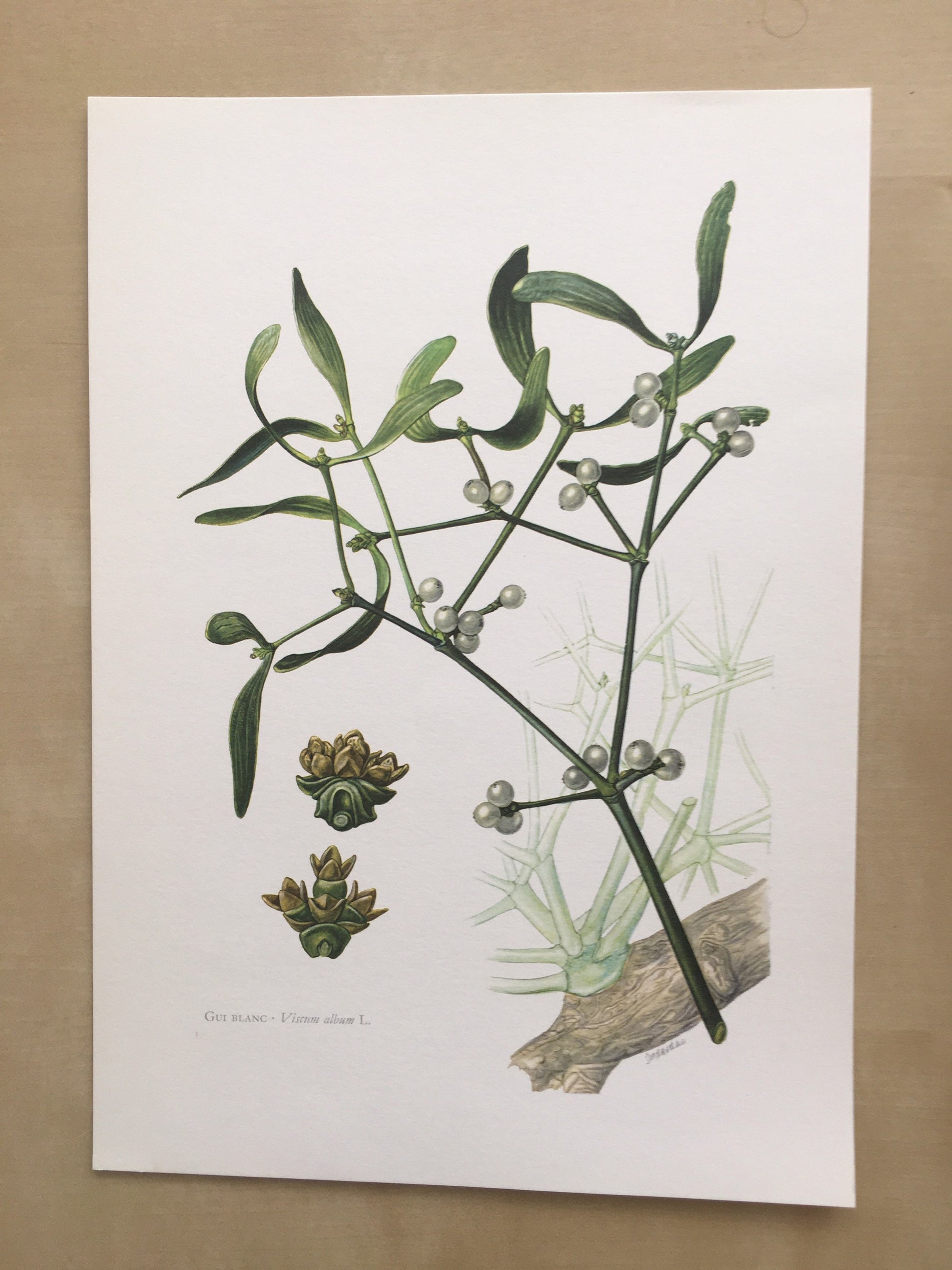 1960 MISTLETOE Print - Botanical Print - Botanical Illustration - Plant Wall Art - Vintage Plant Print - 7.5 x 10.6 Inches
