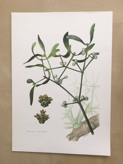 1960 MISTLETOE Print - Botanical Print - Botanical Illustration - Plant Wall Art - Vintage Plant Print - 7.5 x 10.6 Inches