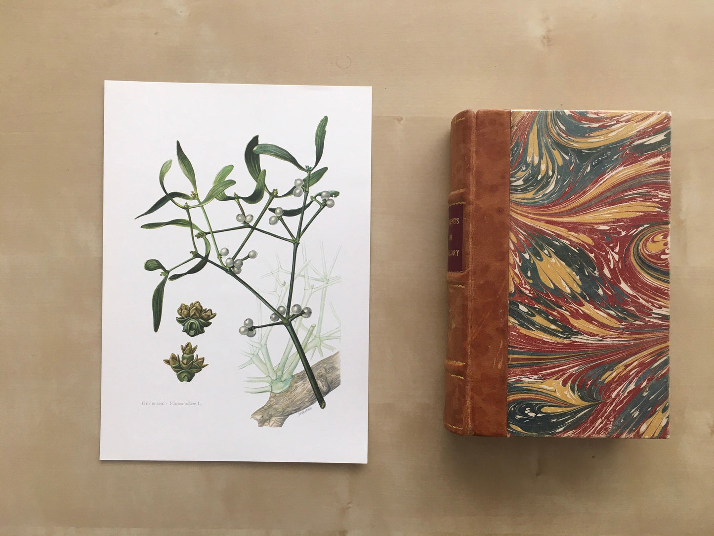 1960 MISTLETOE Print - Botanical Print - Botanical Illustration - Plant Wall Art - Vintage Plant Print - 7.5 x 10.6 Inches