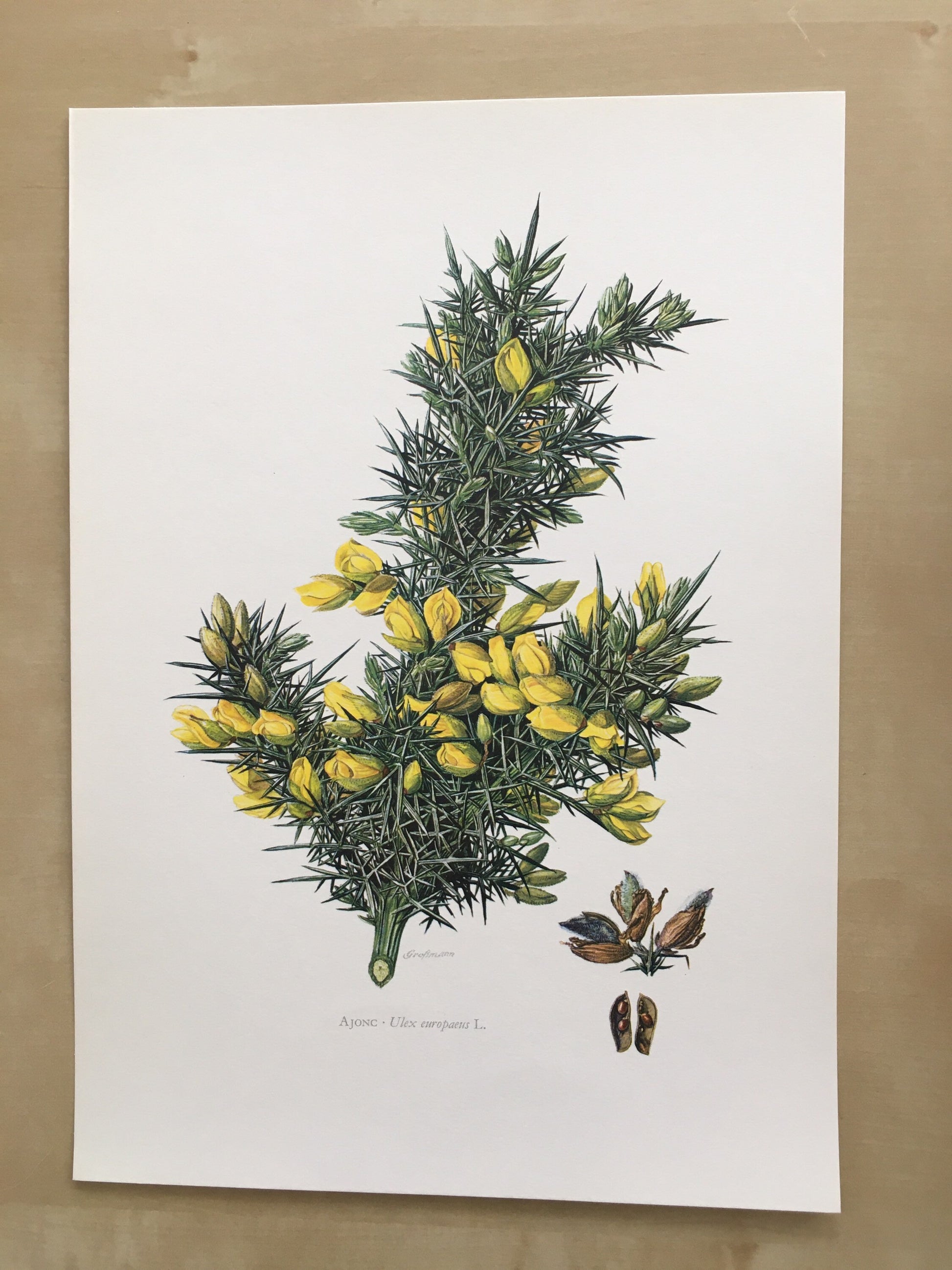 1960 GORSE Print - Botanical Print - Botanical Illustration - Plant Wall Art - Vintage Plant Print - 7.5 x 10.6 Inches