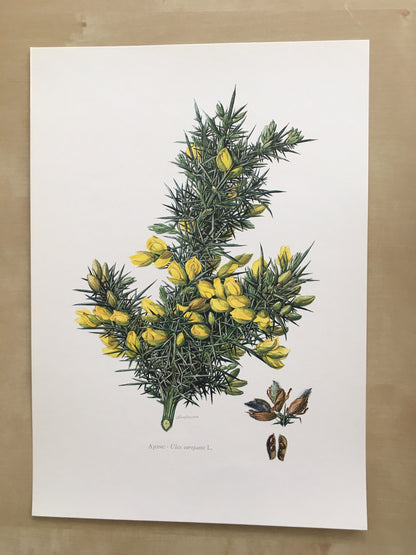 1960 GORSE Print - Botanical Print - Botanical Illustration - Plant Wall Art - Vintage Plant Print - 7.5 x 10.6 Inches