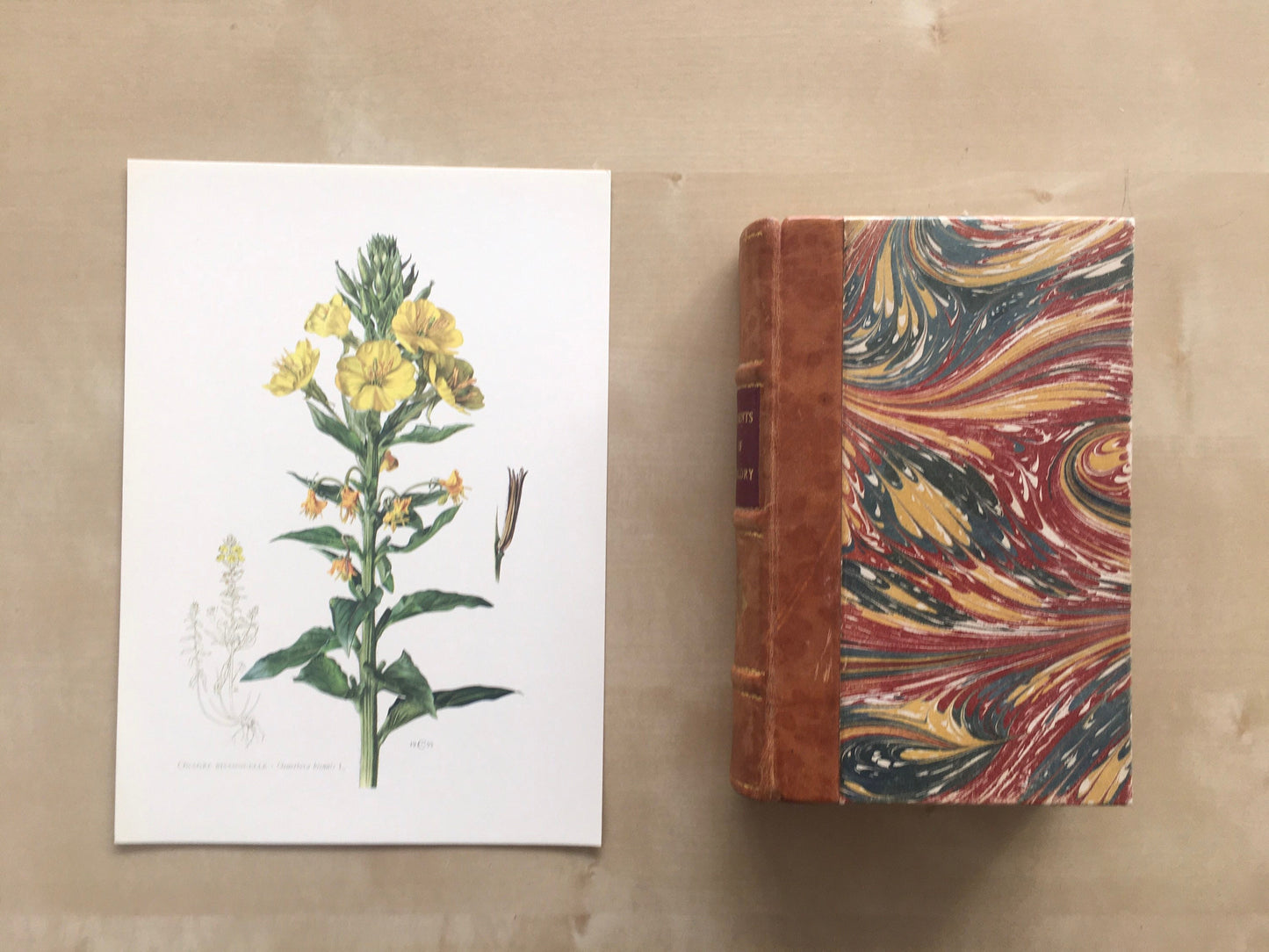 1960 EVENING PRIMROSE Print - Botanical Print - Flower Illustration - Flower Wall Art - Vintage Plant Print - 7.5 x 10.6 Inches