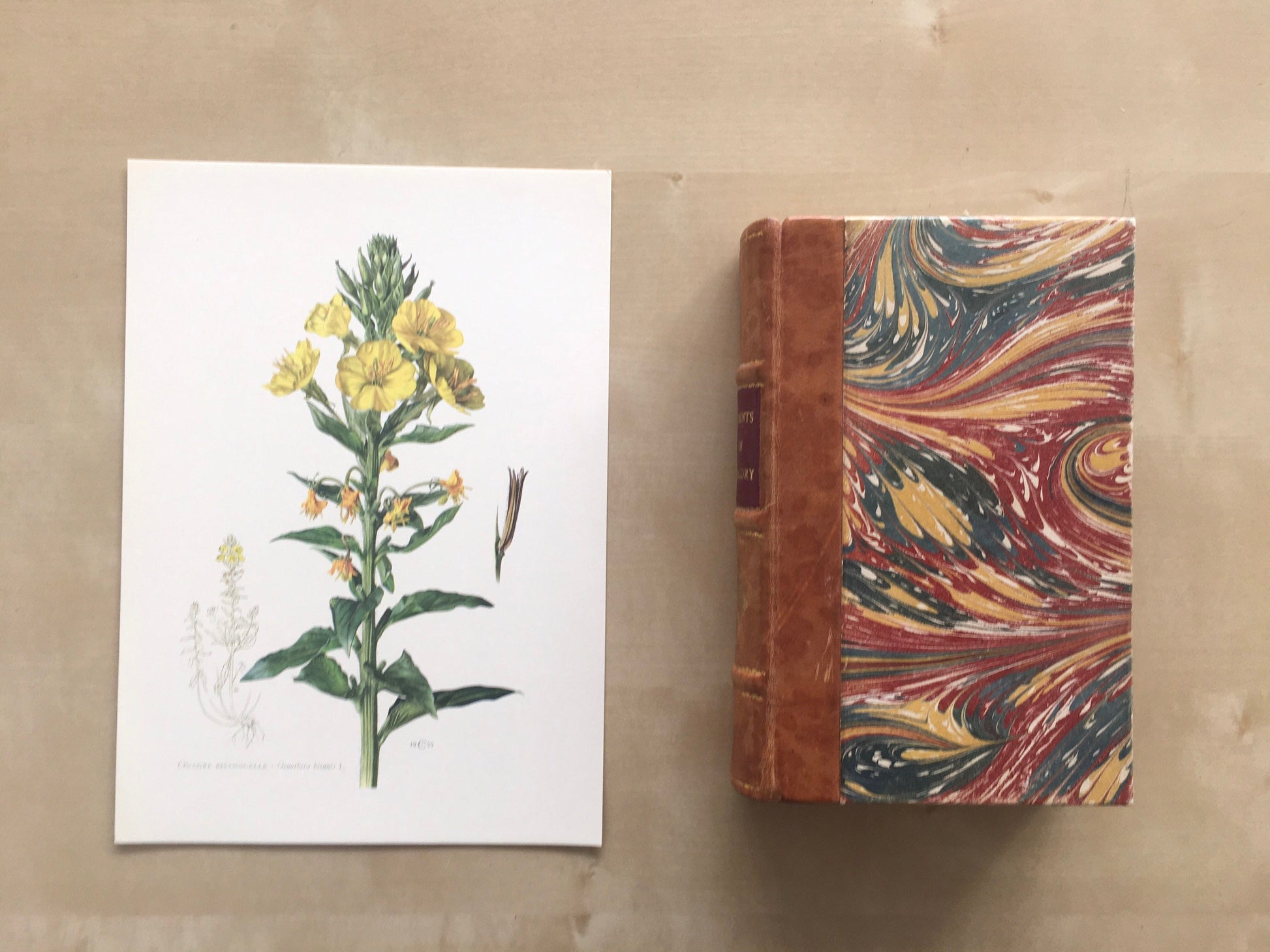 1960 EVENING PRIMROSE Print - Botanical Print - Flower Illustration - Flower Wall Art - Vintage Plant Print - 7.5 x 10.6 Inches