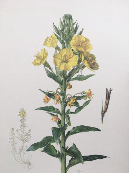 1960 EVENING PRIMROSE Print - Botanical Print - Flower Illustration - Flower Wall Art - Vintage Plant Print - 7.5 x 10.6 Inches