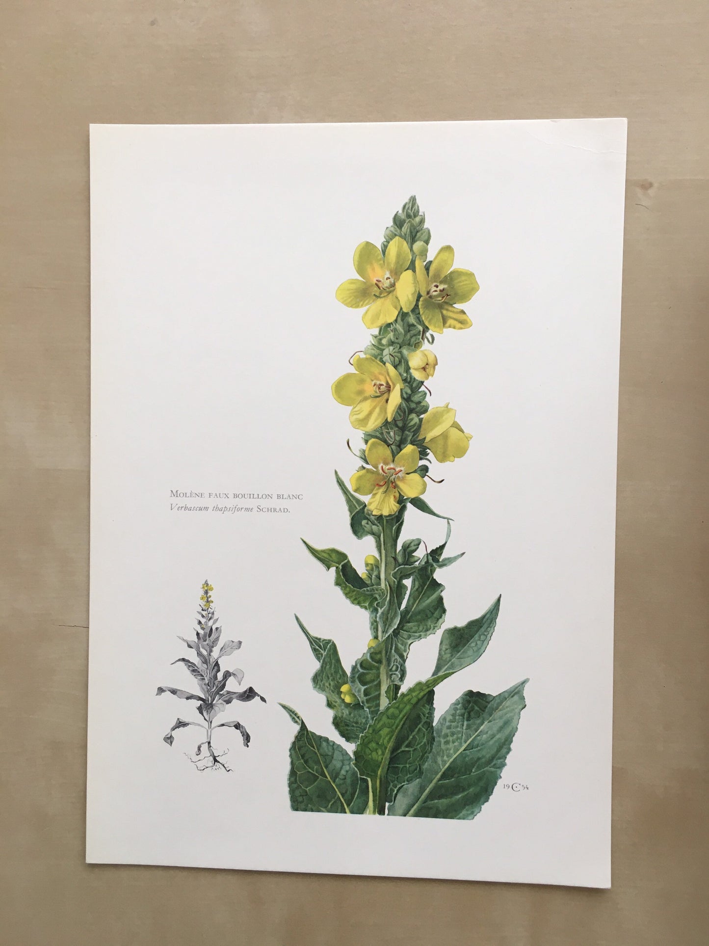 1960 VERBASCUM Print - Botanical Print - Flower Illustration - Flower Wall Art - Vintage Plant Print - 7.5 x 10.6 Inches