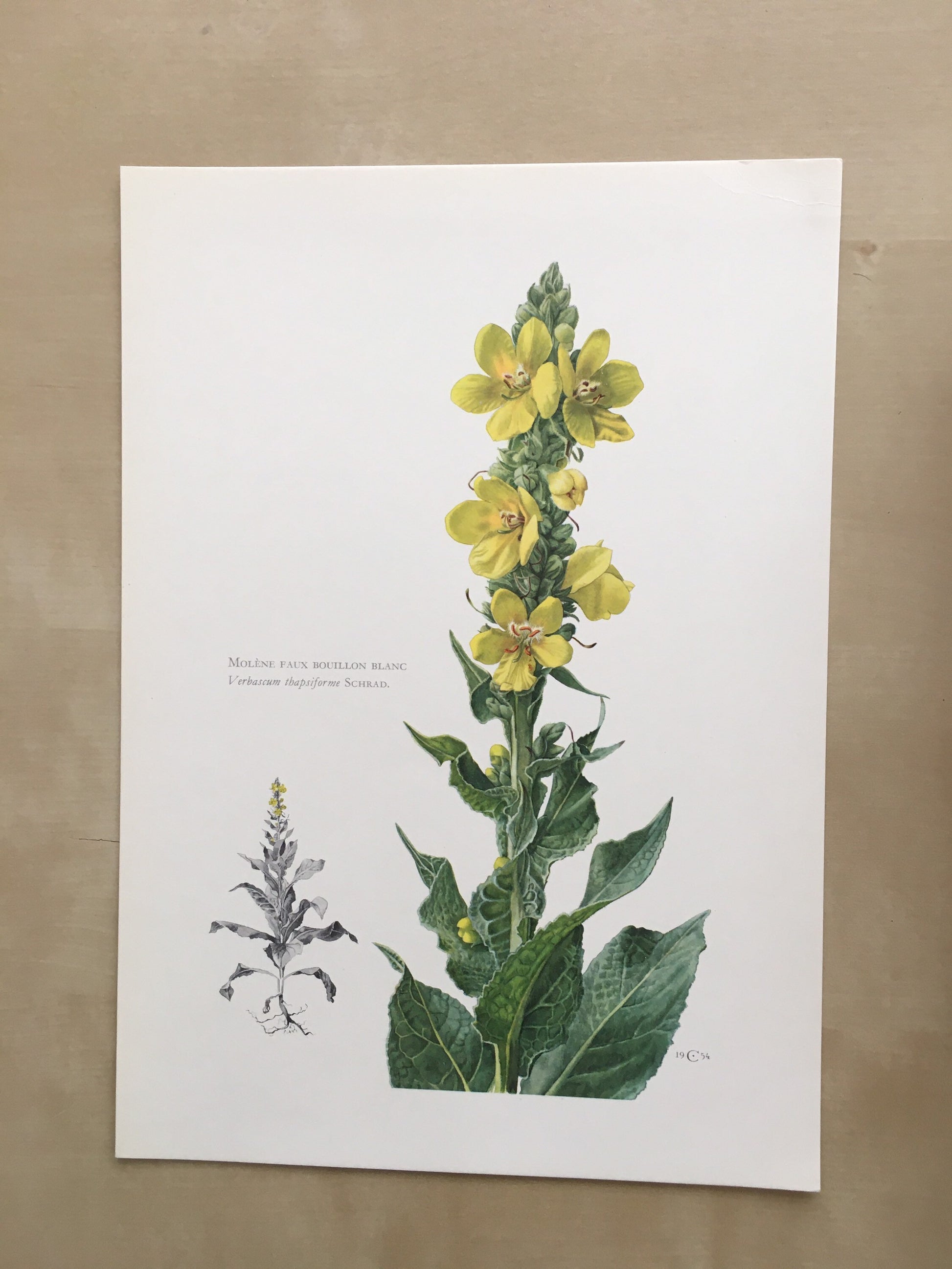 1960 VERBASCUM Print - Botanical Print - Flower Illustration - Flower Wall Art - Vintage Plant Print - 7.5 x 10.6 Inches