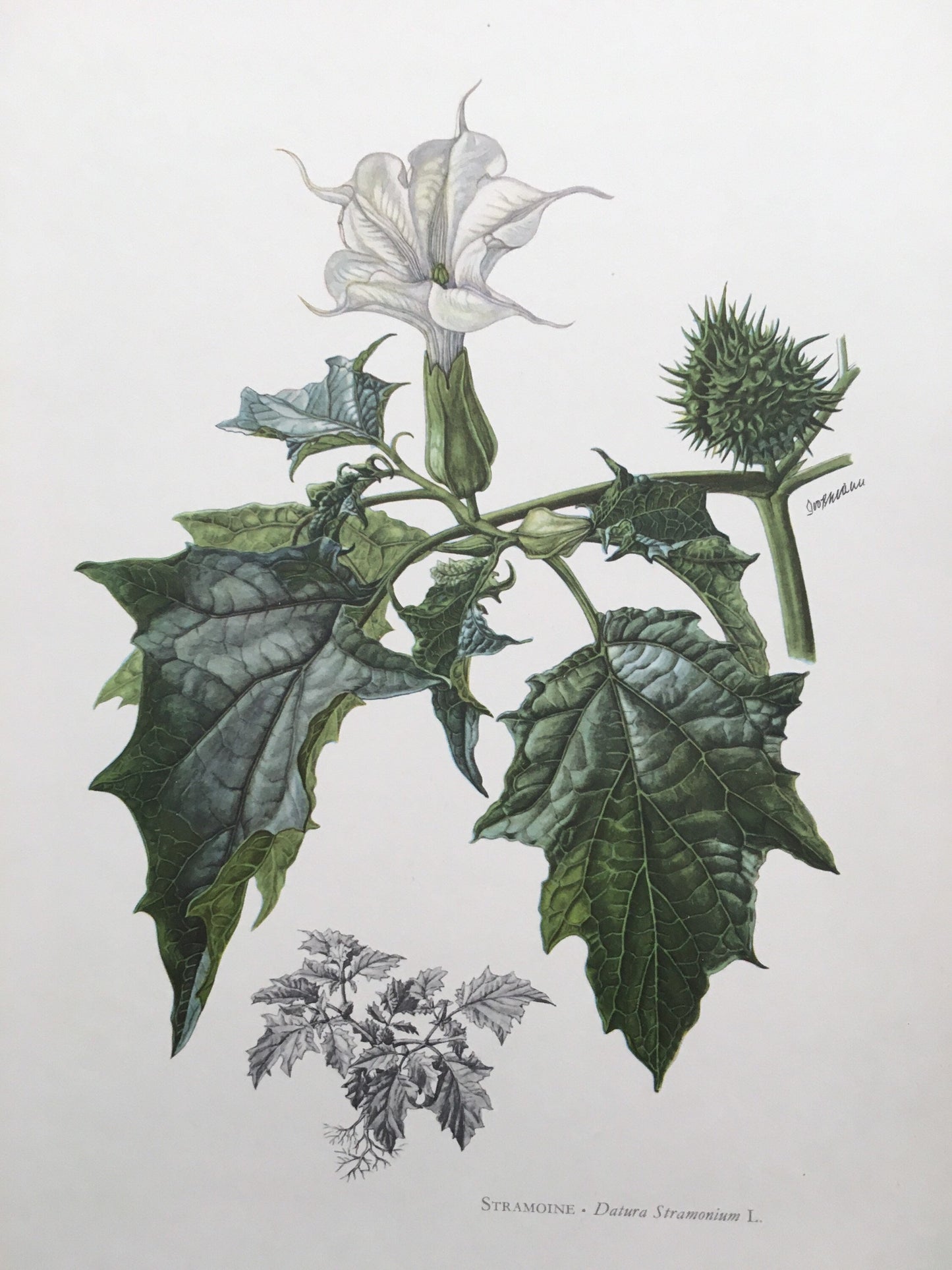1960 THORN APPLE (JIMSONWEED) Print - Botanical Print - Flower Illustration - Flower Wall Art - Vintage Plant Print - 7.5 x 10.6 Inches