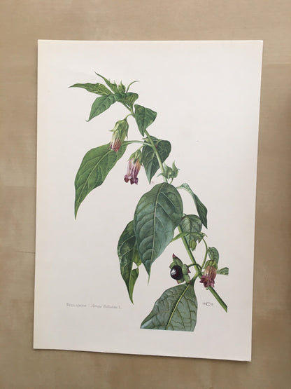 1960 BELLADONNA (DEADLY NIGHTSHADE) Print - Vintage Botany Print - Flower Painting - Flower Wall Art - Vintage Plant Print - 63 Years Old