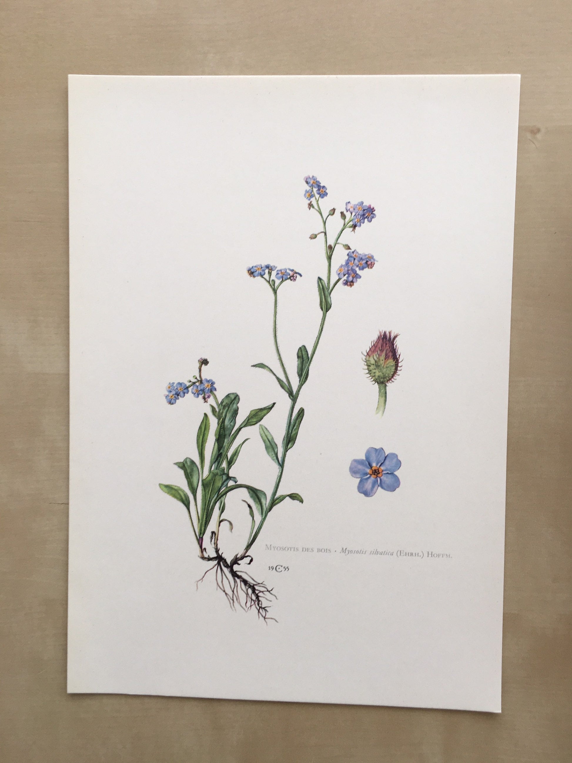 1960 FORGET-ME-NOT Print - Botanical Print - Flower Painting - Flower Wall Art - Vintage Plant Print - 7.5 x 10.6 Inches