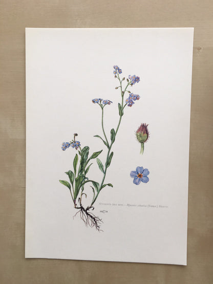 1960 FORGET-ME-NOT Print - Botanical Print - Flower Painting - Flower Wall Art - Vintage Plant Print - 7.5 x 10.6 Inches