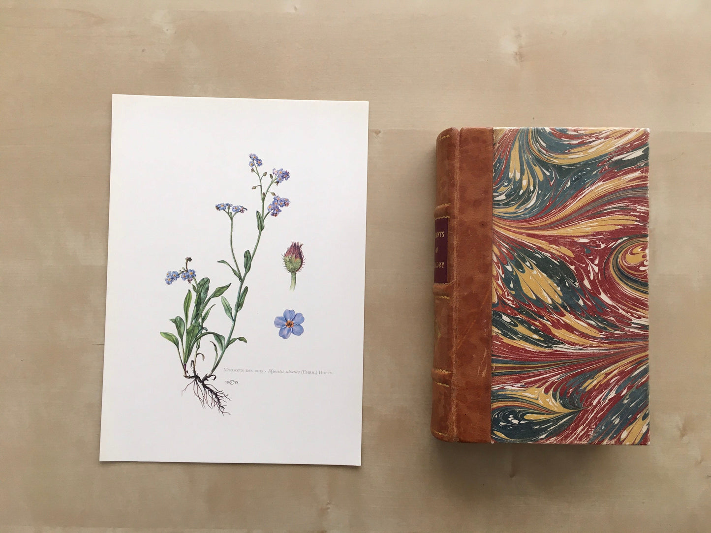 1960 FORGET-ME-NOT Print - Botanical Print - Flower Painting - Flower Wall Art - Vintage Plant Print - 7.5 x 10.6 Inches