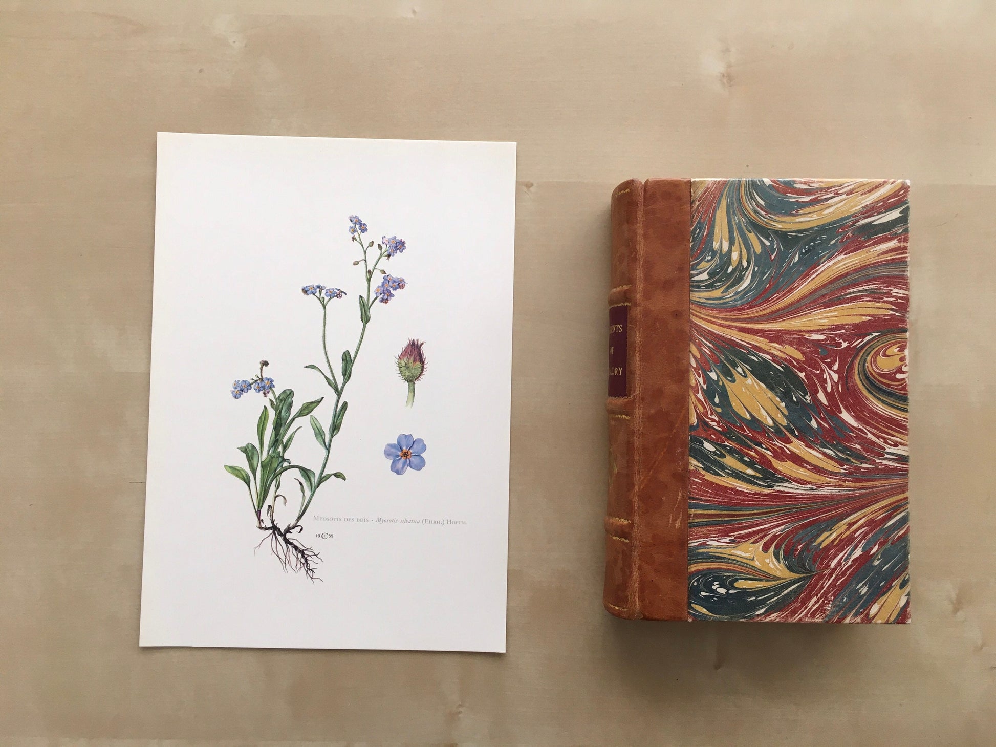 1960 FORGET-ME-NOT Print - Botanical Print - Flower Painting - Flower Wall Art - Vintage Plant Print - 7.5 x 10.6 Inches