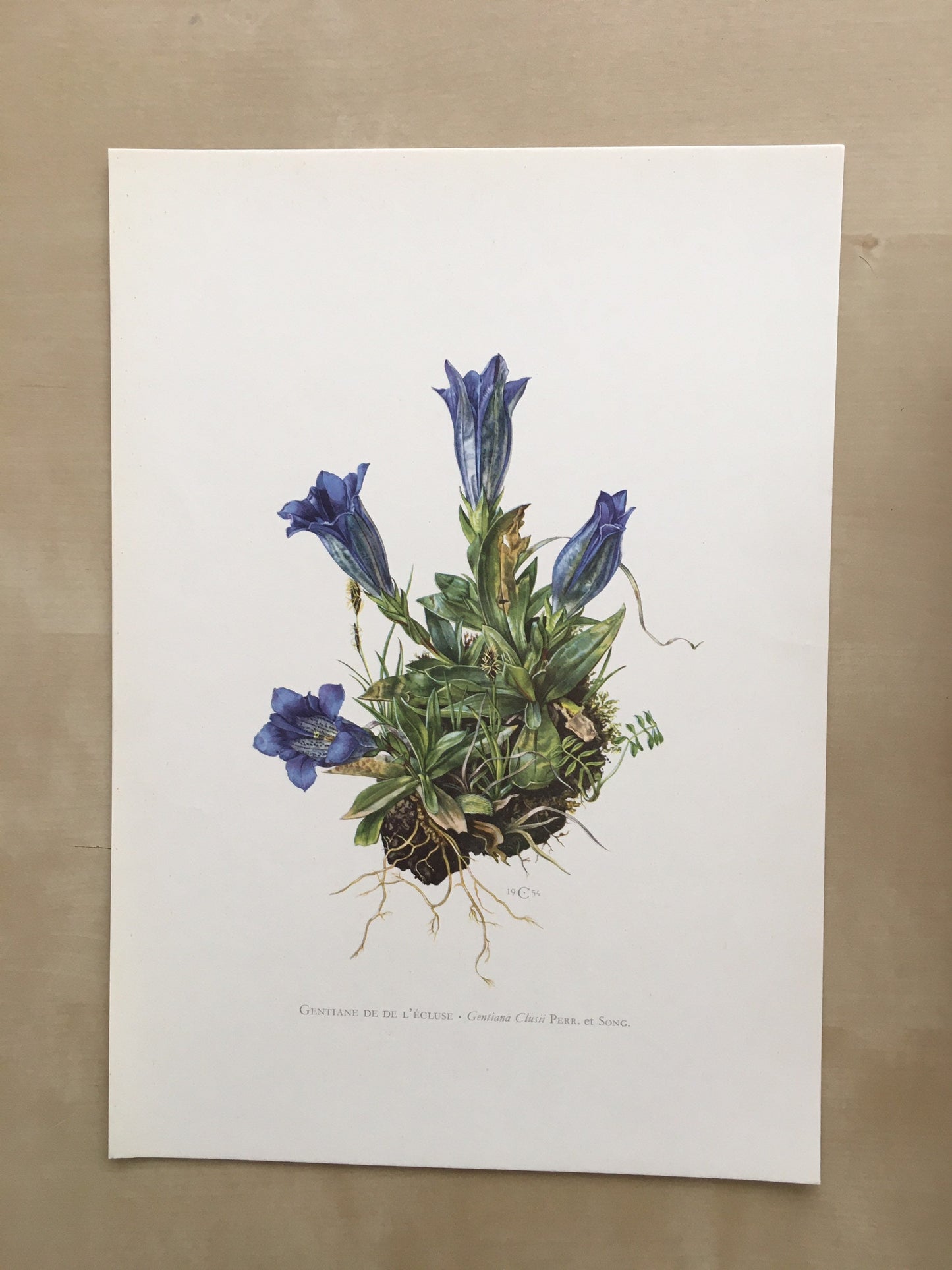 1960 CLUSIUS' GENTIAN Print - Botanical Print - Flower Painting - Flower Wall Art - Vintage Plant Print - 7.5 x 10.6 Inches