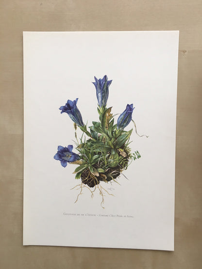 1960 CLUSIUS' GENTIAN Print - Botanical Print - Flower Painting - Flower Wall Art - Vintage Plant Print - 7.5 x 10.6 Inches