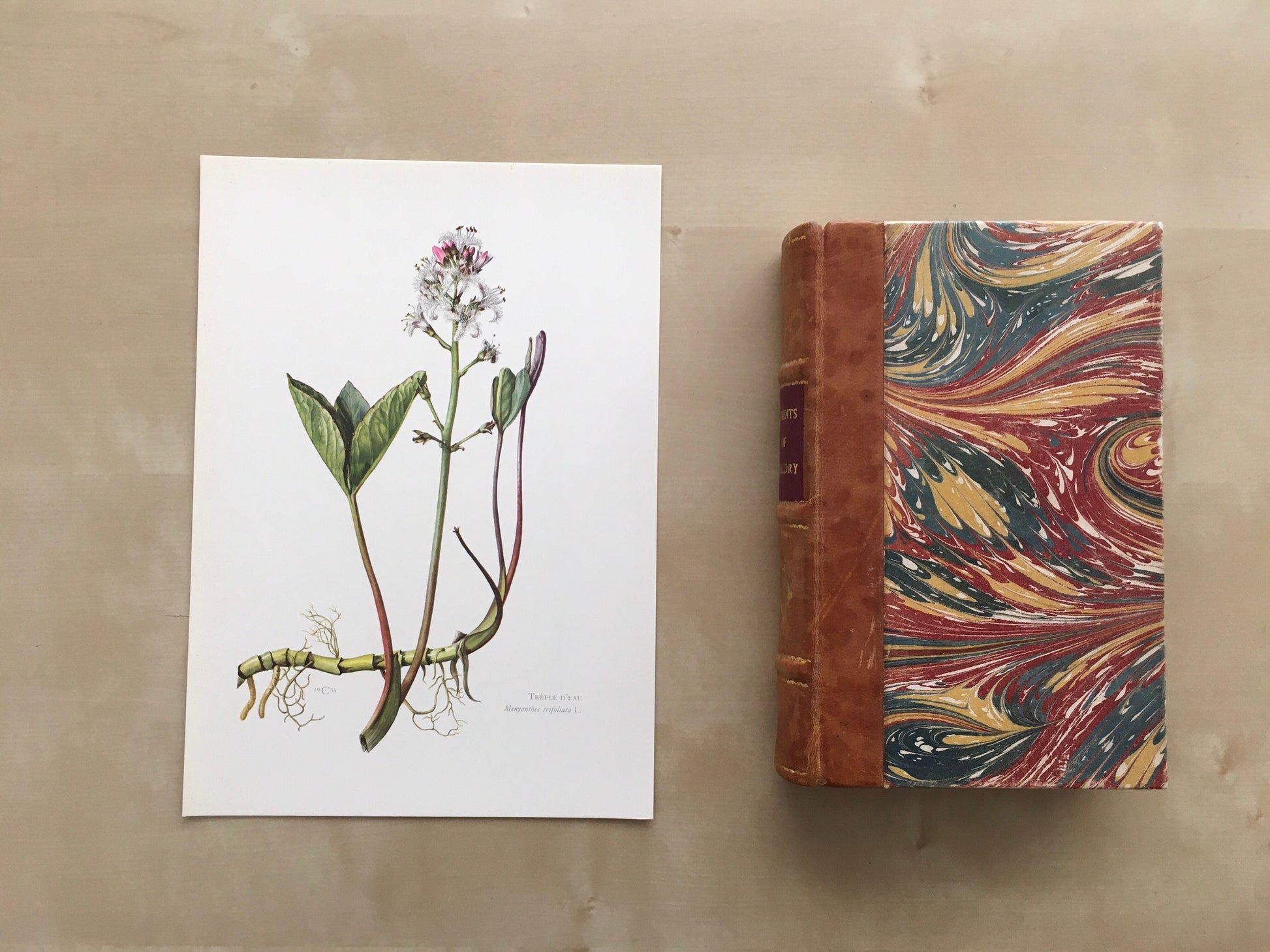 1960 BOGBEAN Print - Botanical Print - Flower Painting - Flower Wall Art - Vintage Plant Print - 7.5 x 10.6 Inches