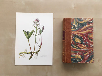 1960 BOGBEAN Print - Botanical Print - Flower Painting - Flower Wall Art - Vintage Plant Print - 7.5 x 10.6 Inches