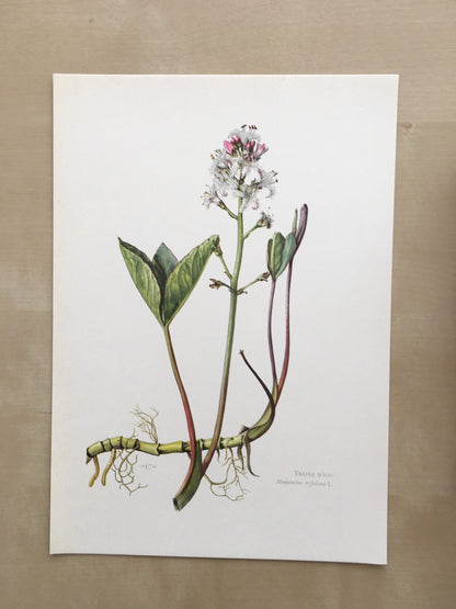 1960 BOGBEAN Print - Botanical Print - Flower Painting - Flower Wall Art - Vintage Plant Print - 7.5 x 10.6 Inches