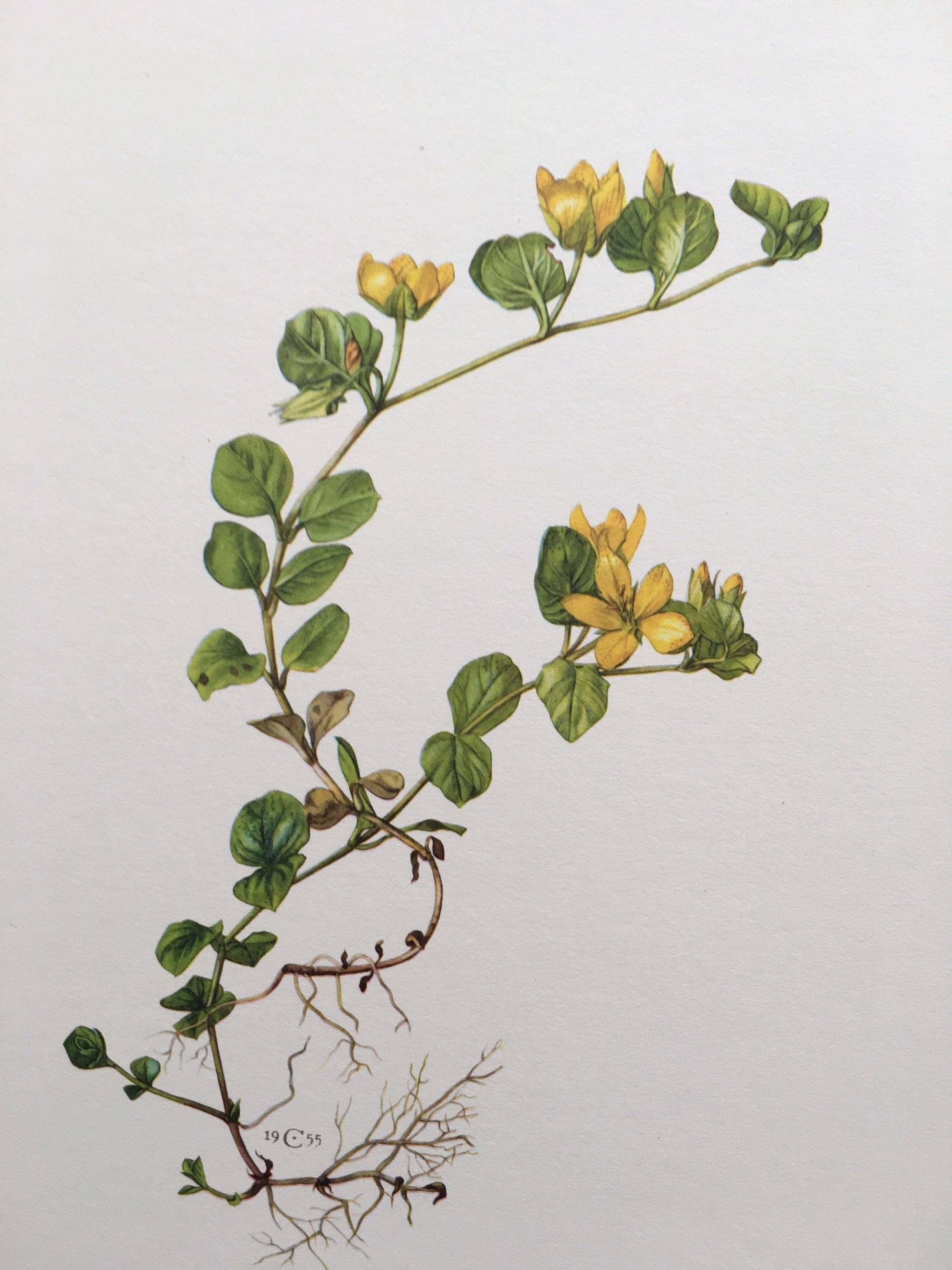 1960 CREEPING JENNY Print - Botanical Print - Flower Painting - Flower Wall Art - Vintage Plant Print - 7.5 x 10.6 Inches