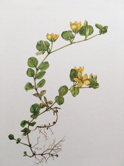 1960 CREEPING JENNY Print - Botanical Print - Flower Painting - Flower Wall Art - Vintage Plant Print - 7.5 x 10.6 Inches