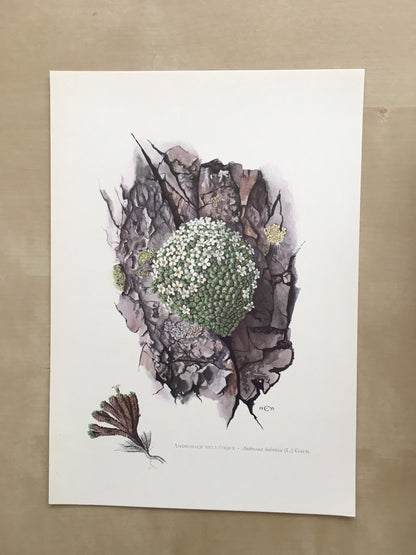 1960 SWISS ROCK JASMINE Print - Botanical Print - Flower Painting - Flower Wall Art - Vintage Plant Print - 7.5 x 10.6 Inches