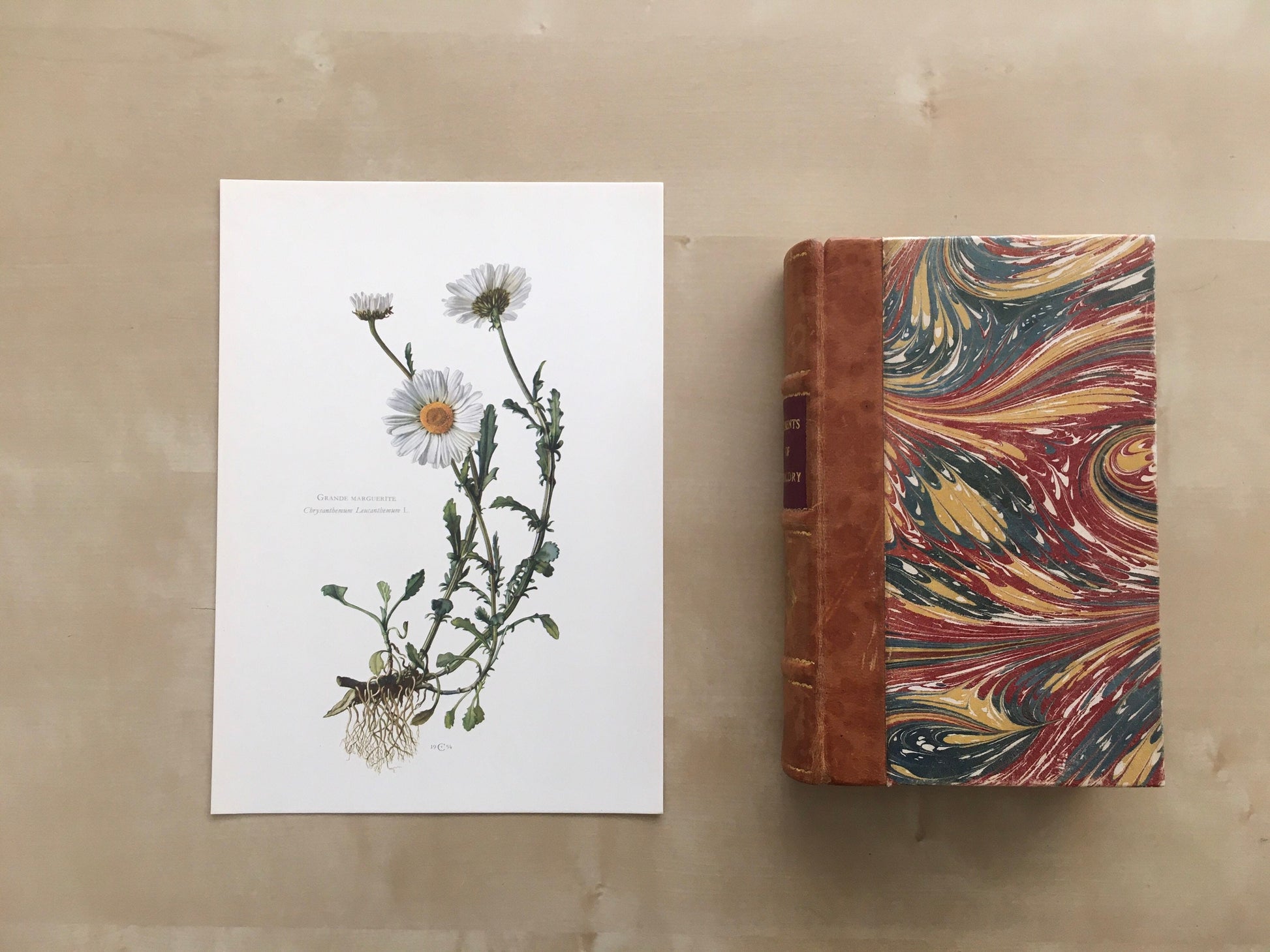 1960 OXEYE DAISY Print - Botanical Print - Flower Painting - Flower Wall Art - Vintage Plant Print - 7.5 x 10.6 Inches