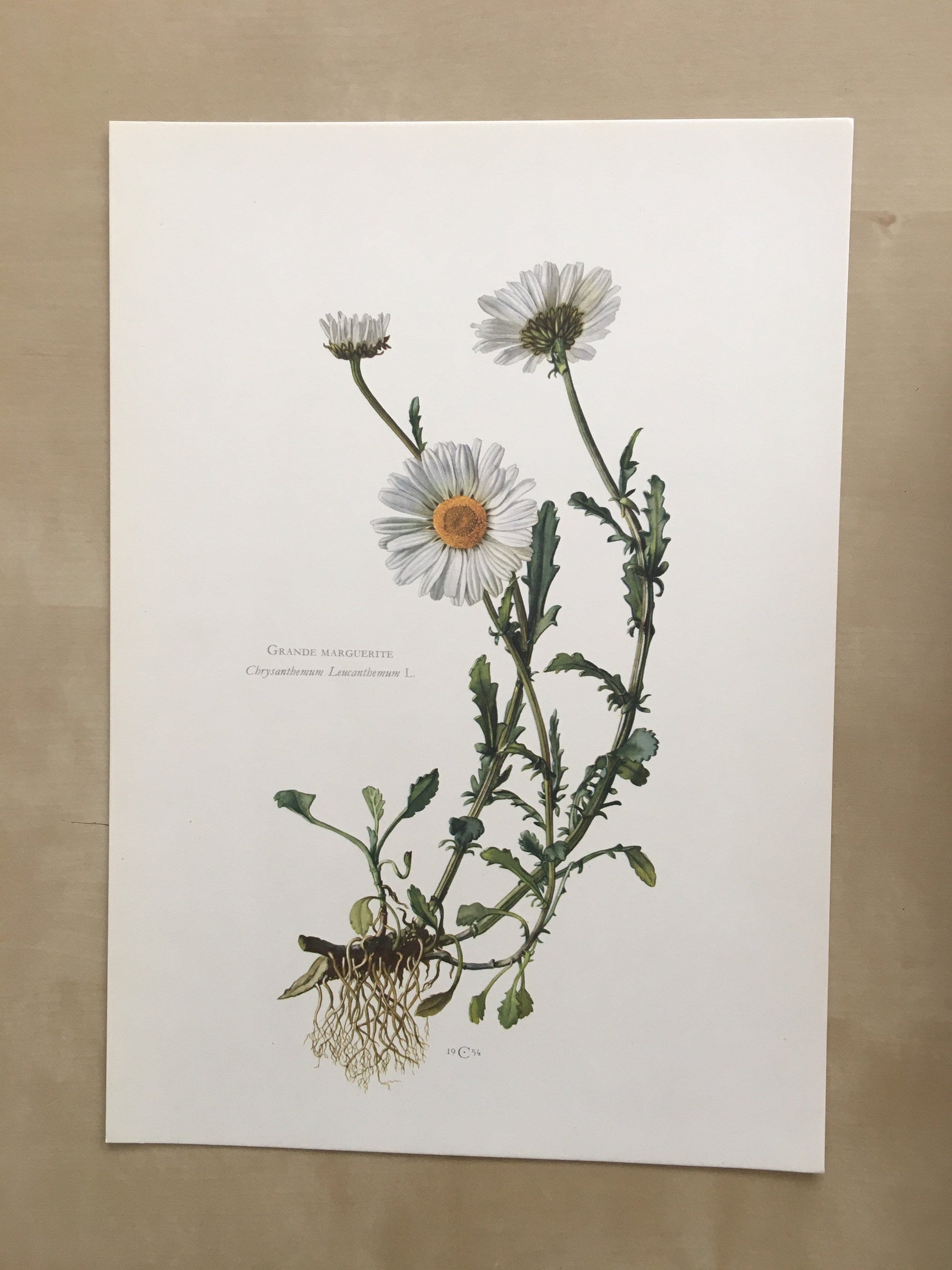 1960 OXEYE DAISY Print - Botanical Print - Flower Painting - Flower Wall Art - Vintage Plant Print - 7.5 x 10.6 Inches
