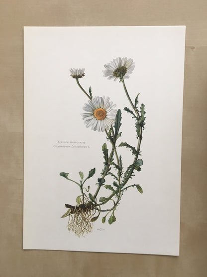 1960 OXEYE DAISY Print - Botanical Print - Flower Painting - Flower Wall Art - Vintage Plant Print - 7.5 x 10.6 Inches