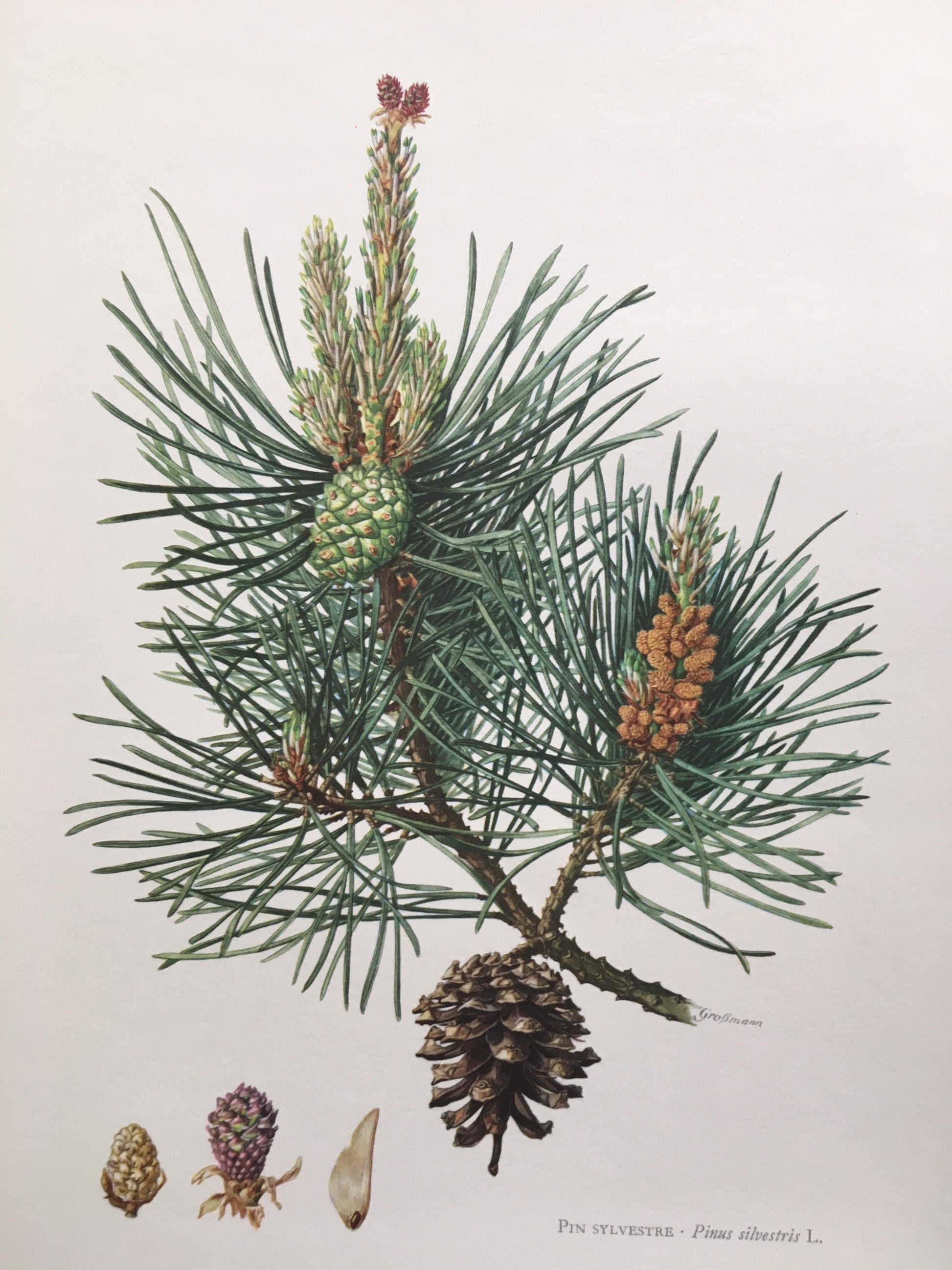 1960 SCOTCH PINE Print - Botanical Print - Tree Illustration - Tree Wall Art - Vintage Tree Print - 7.5 x 10.6 Inches