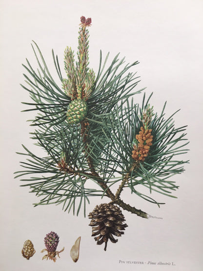 1960 SCOTCH PINE Print - Botanical Print - Tree Illustration - Tree Wall Art - Vintage Tree Print - 7.5 x 10.6 Inches