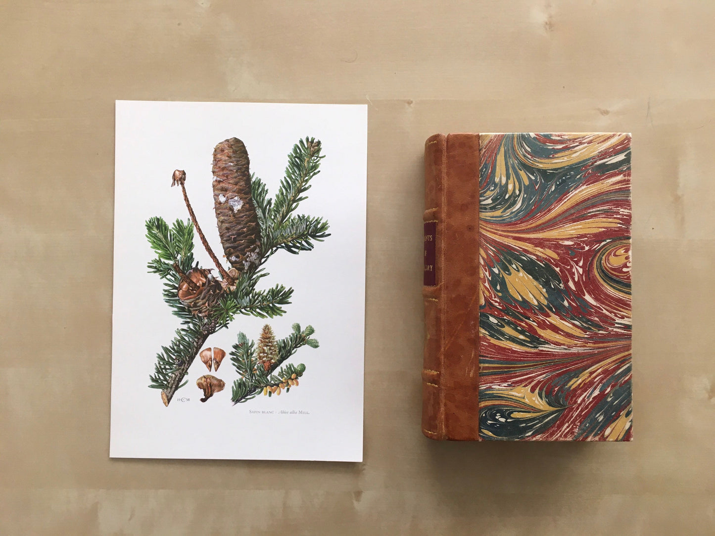 1960 SILVER FIR Print - Botanical Print - Tree Illustration - Tree Wall Art - Vintage Tree Print - 7.5 x 10.6 Inches