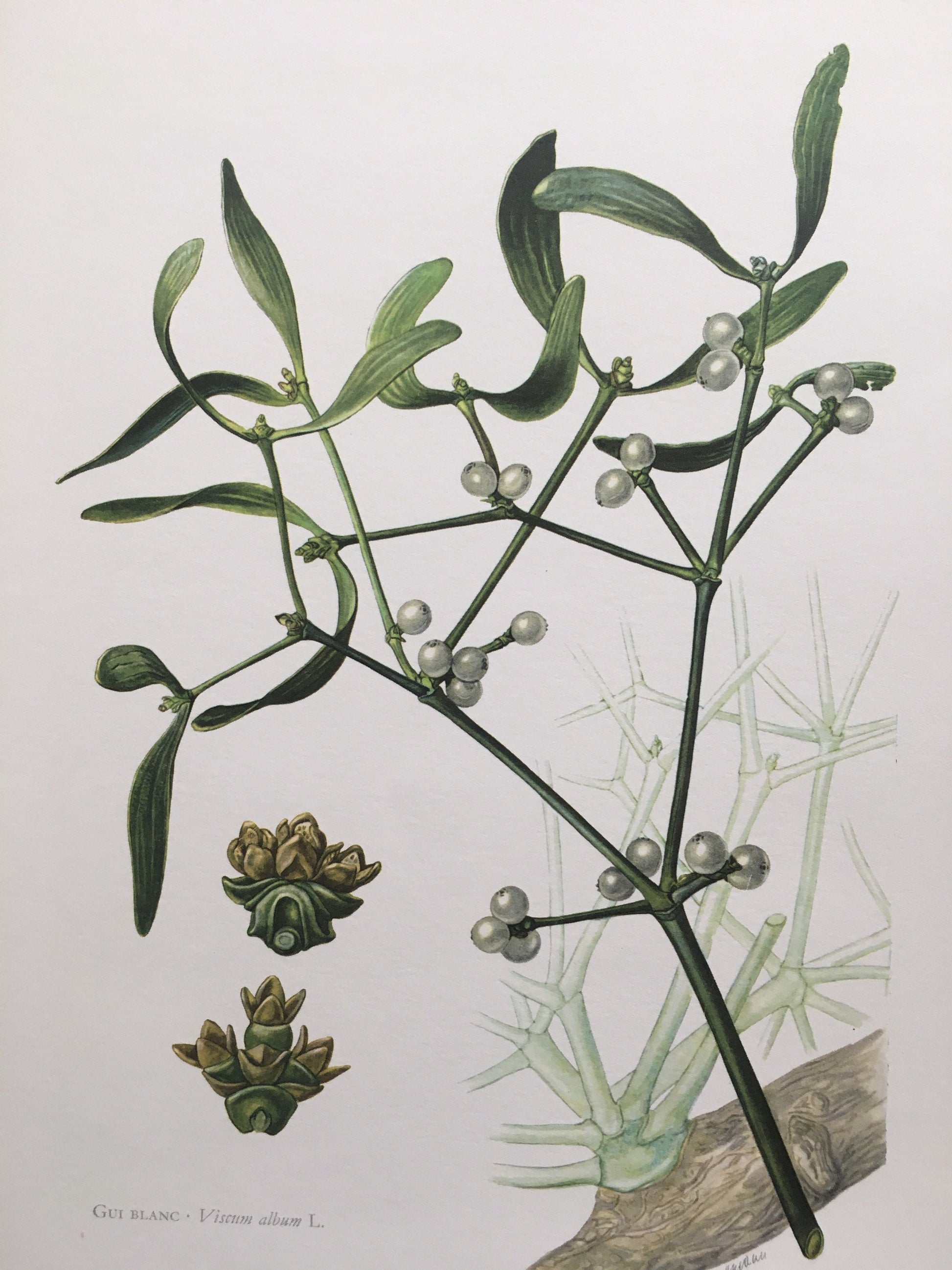 1960 MISTLETOE Print - Botanical Print - Botanical Illustration - Plant Wall Art - Vintage Plant Print - 7.5 x 10.6 Inches
