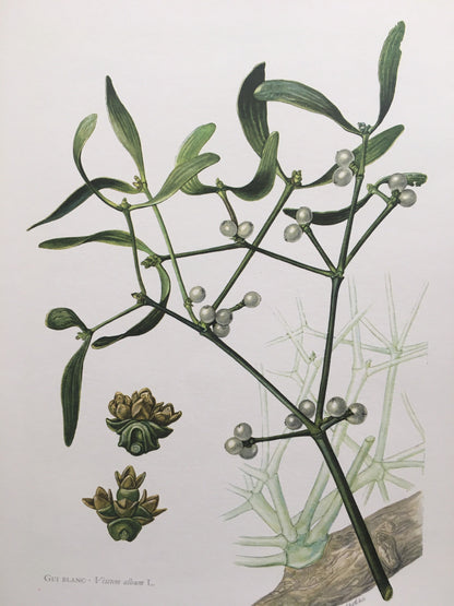 1960 MISTLETOE Print - Botanical Print - Botanical Illustration - Plant Wall Art - Vintage Plant Print - 7.5 x 10.6 Inches