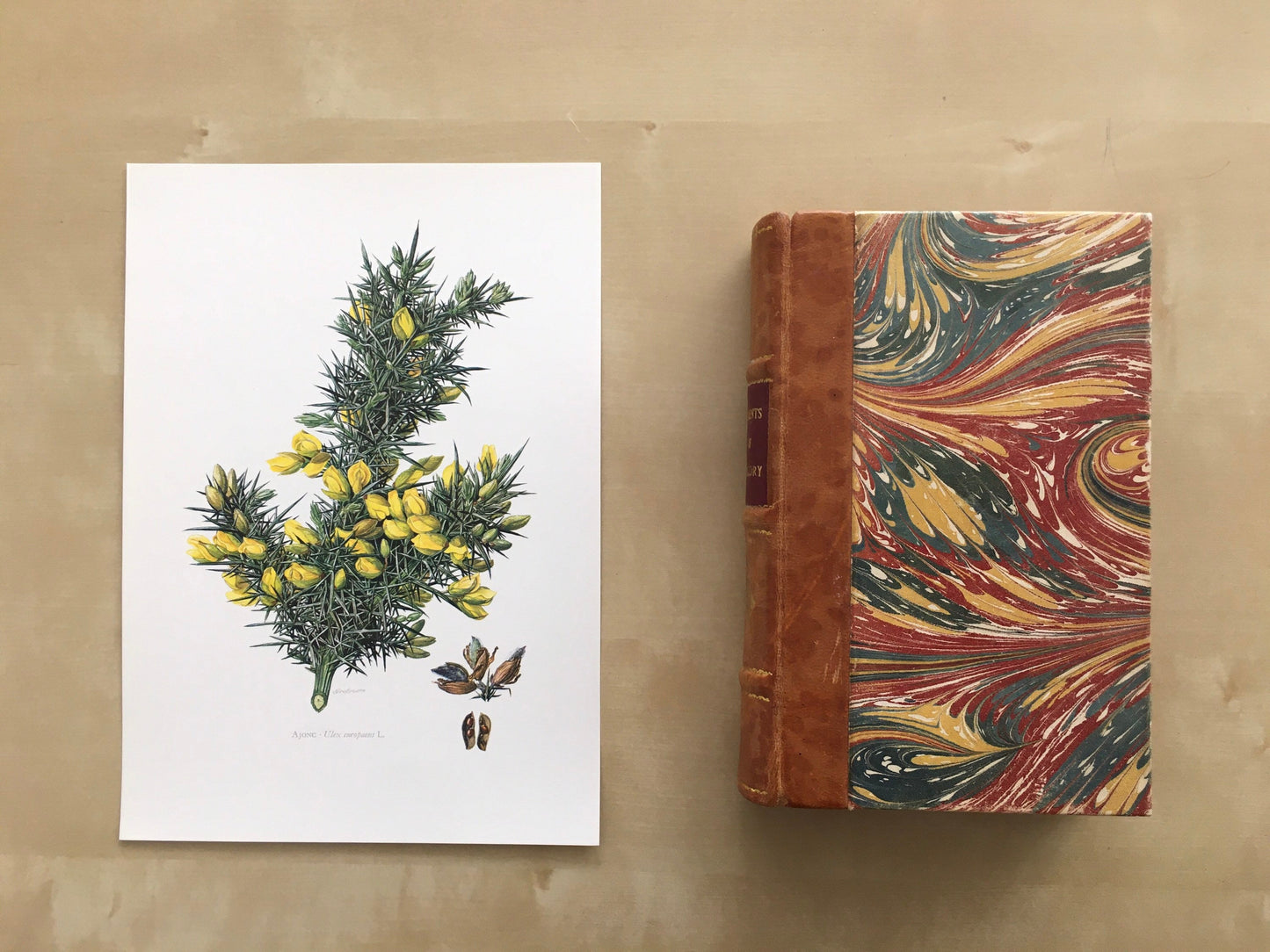 1960 GORSE Print - Botanical Print - Botanical Illustration - Plant Wall Art - Vintage Plant Print - 7.5 x 10.6 Inches