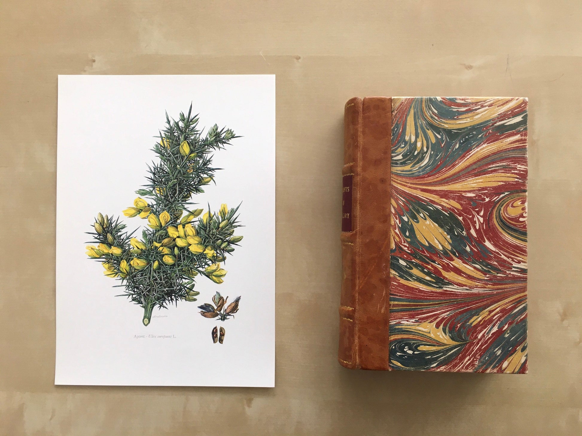 1960 GORSE Print - Botanical Print - Botanical Illustration - Plant Wall Art - Vintage Plant Print - 7.5 x 10.6 Inches