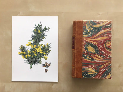 1960 GORSE Print - Botanical Print - Botanical Illustration - Plant Wall Art - Vintage Plant Print - 7.5 x 10.6 Inches