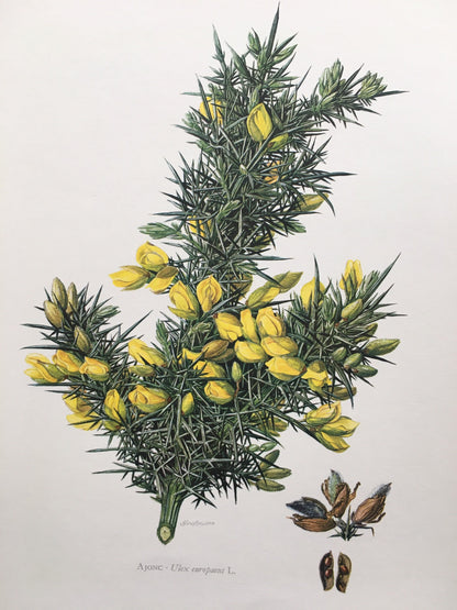 1960 GORSE Print - Botanical Print - Botanical Illustration - Plant Wall Art - Vintage Plant Print - 7.5 x 10.6 Inches